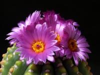 Thumbnail of 0134_Notocactus uebelmannianus_01_20150515(1).JPG